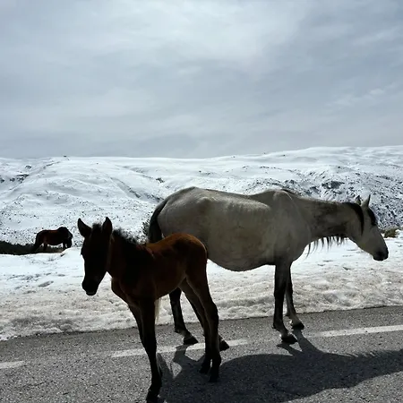 Biznaga Nevada *
