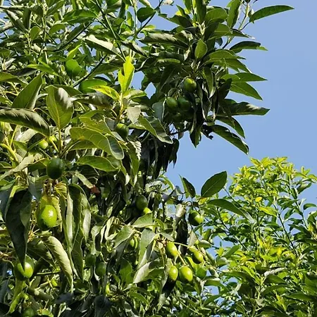 Сasa de vacaciones Cortijo Olivos De