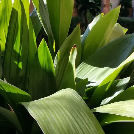 El Jardin De La Abuela *