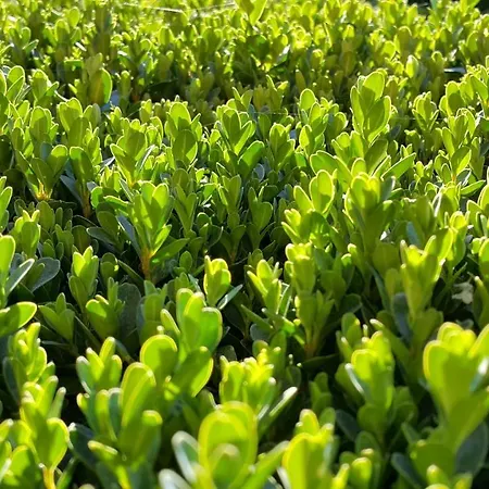 El Jardin De La Abuela Granada