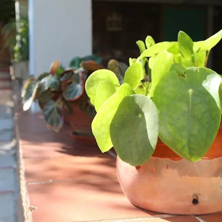 Vakantiehuis El Jardin De La Abuela Granada
