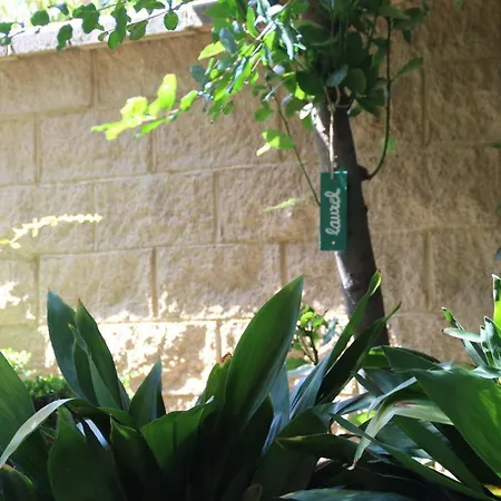 El Jardin De La Abuela *