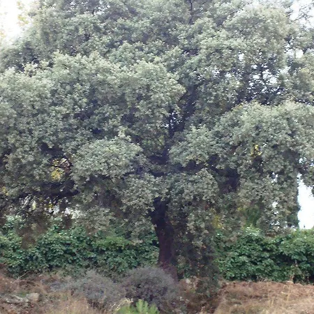 Encina Centenaria 2* Monachil