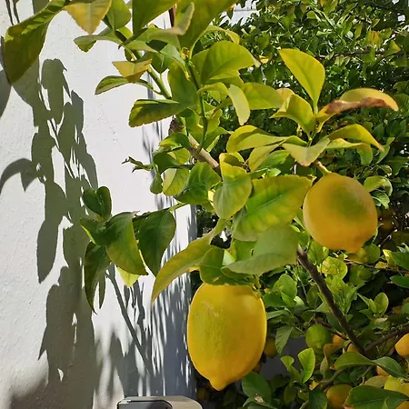 Apartamento Casa Alhambra - Centro Histórico Con Jardín Privado Granada