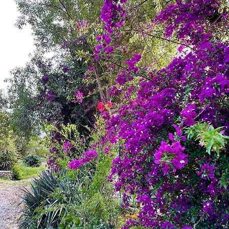 Cortijo Olivos De Orgiva