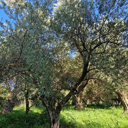 Holiday home Cortijo Olivos De