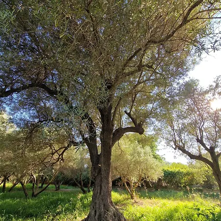 Cortijo Olivos De * Orgiva